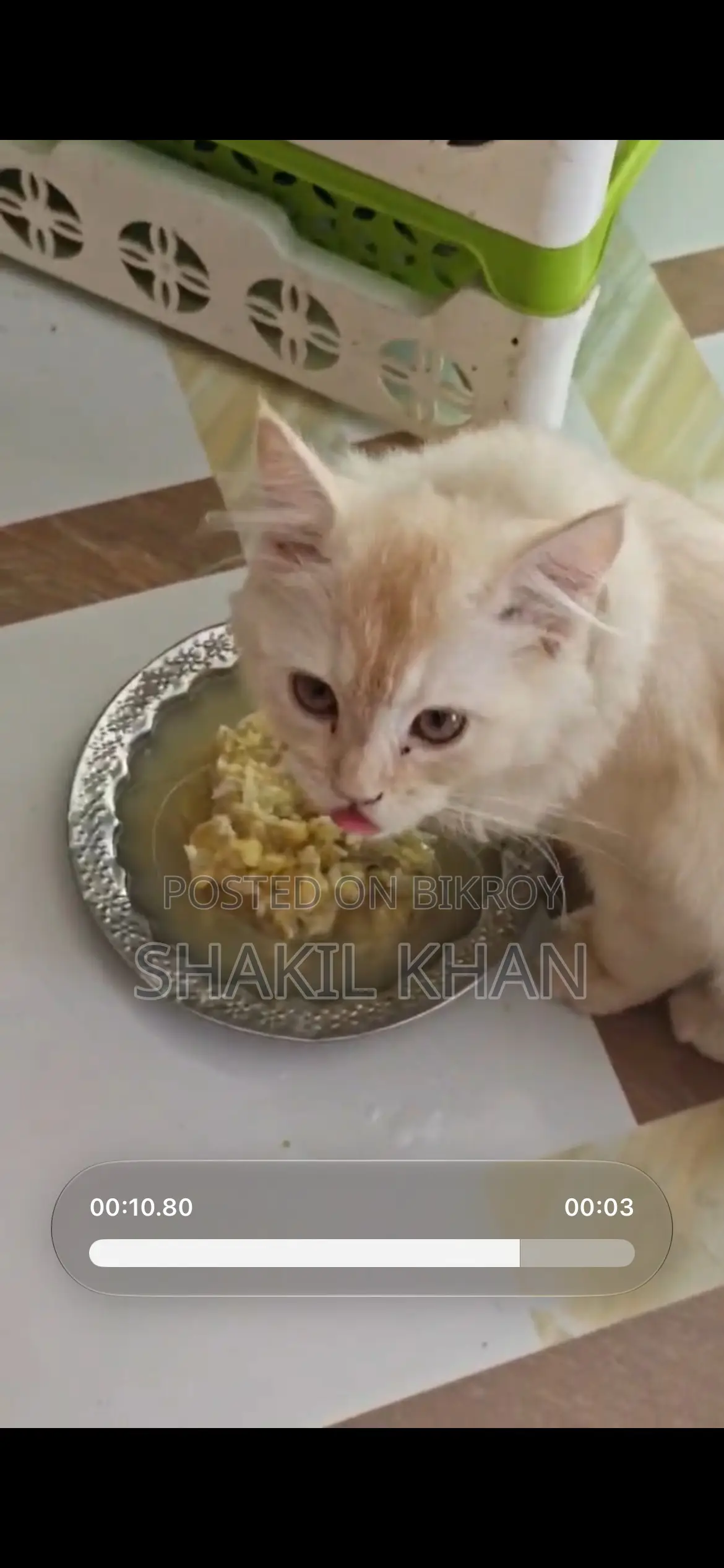 1-3 months Male Mixed Breed Persian