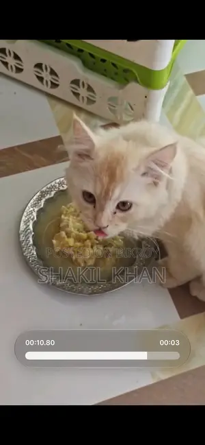 1-3 months Male Mixed Breed Persian