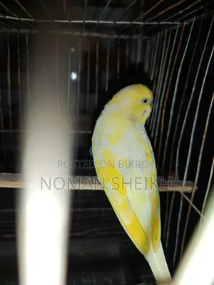 Budgerigar Adult Male. (Say Ma Sha Allah)