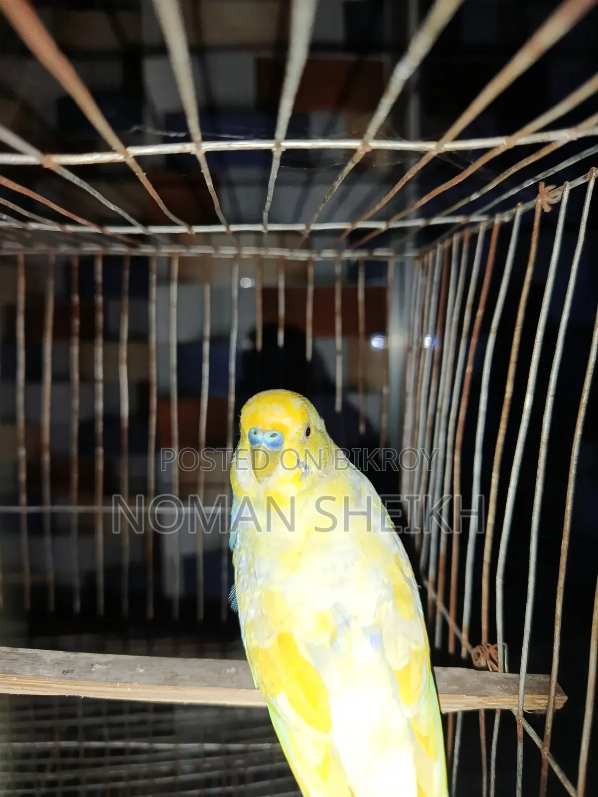 Budgerigar Adult Male. (Say Ma Sha Allah)