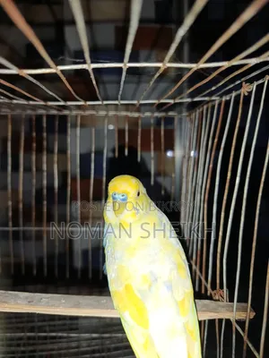 Budgerigar Adult Male. (Say Ma Sha Allah)