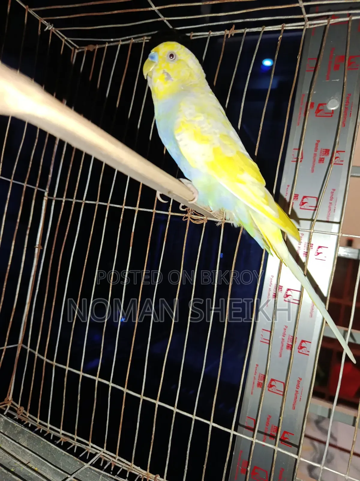 Budgerigar Adult Male. (Say Ma Sha Allah)