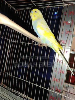 Budgerigar Adult Male. (Say Ma Sha Allah)