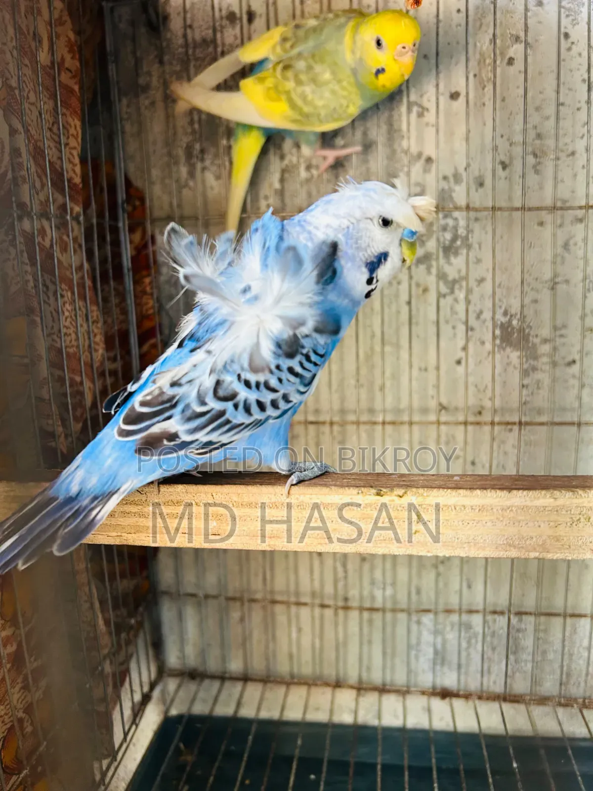 Budgerigar birds