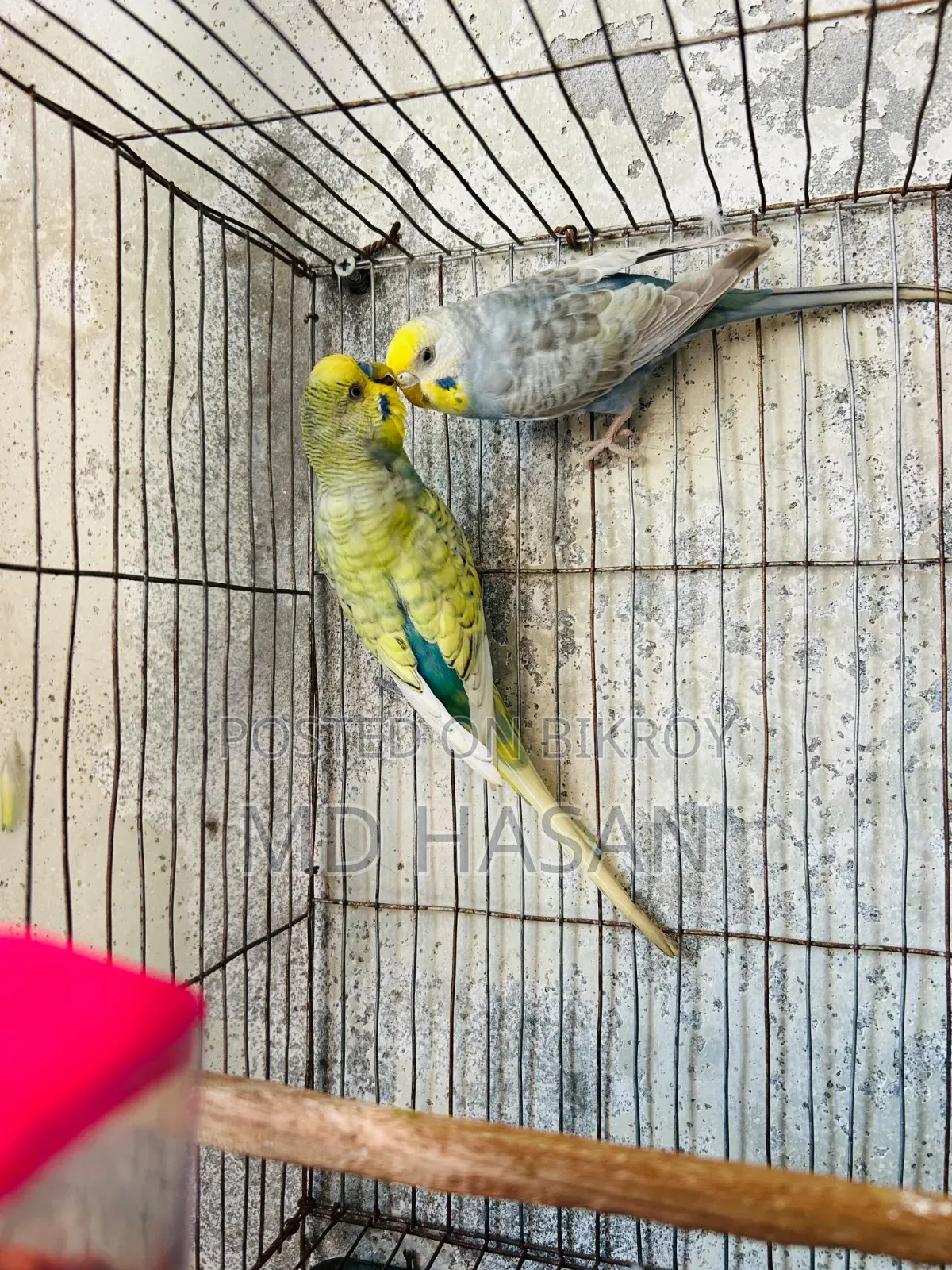 Budgerigar birds