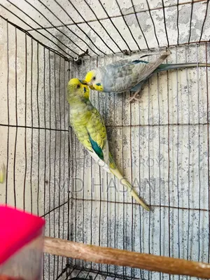 Budgerigar birds