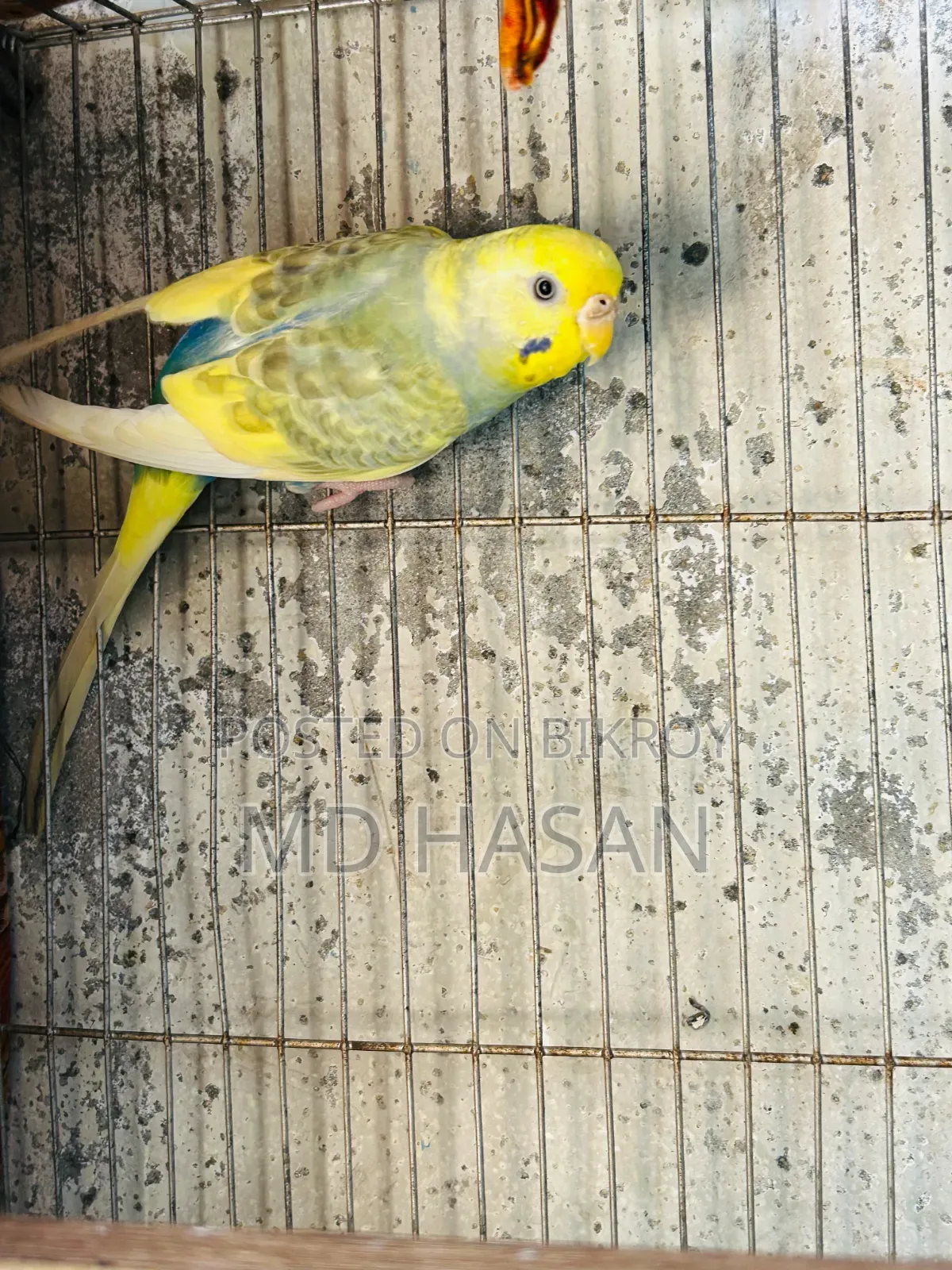 Budgerigar birds