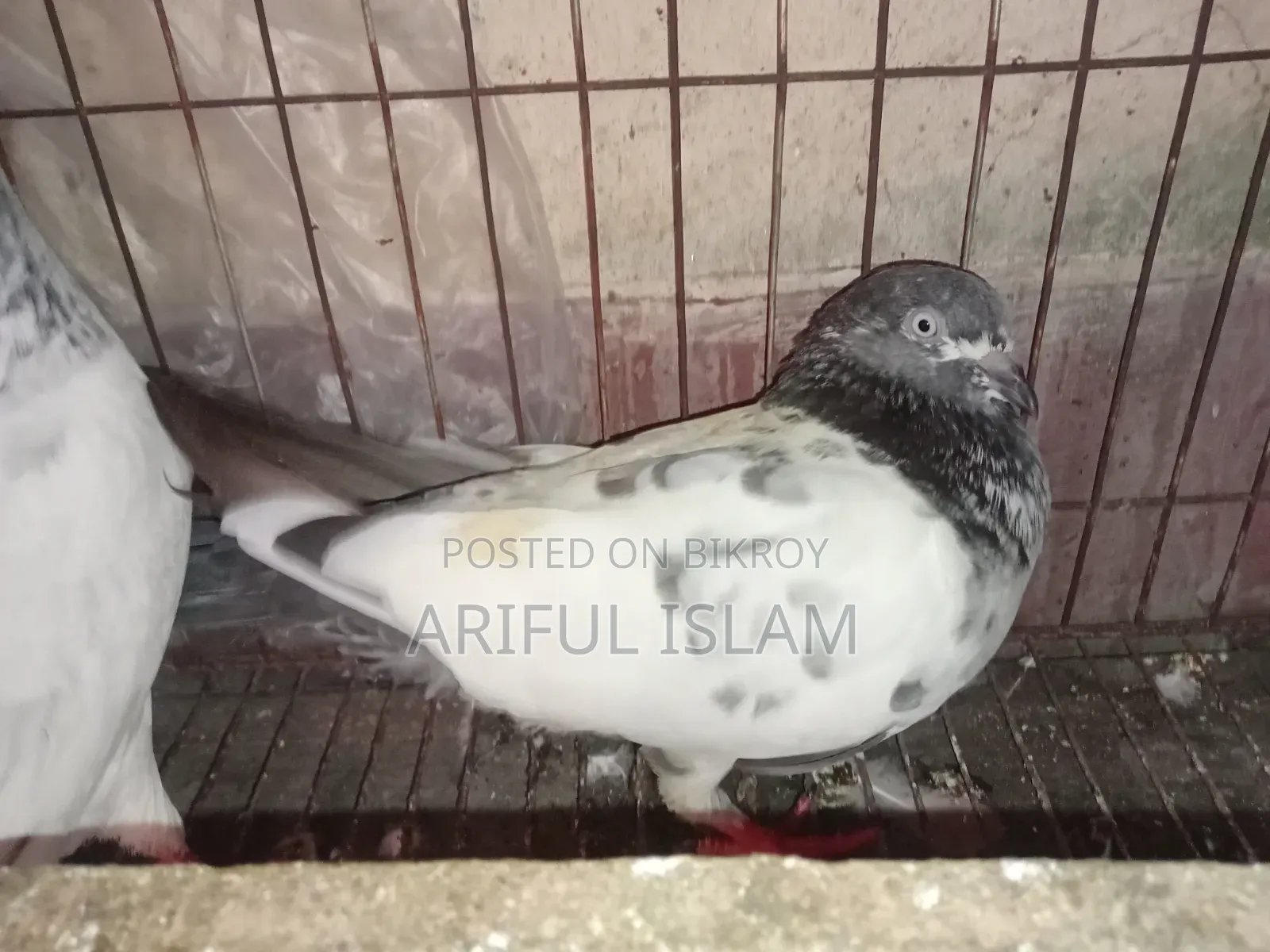 Giribuz Pigeon