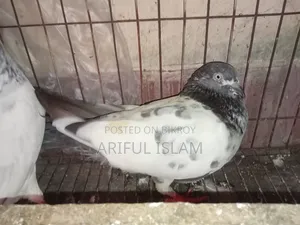 Giribuz Pigeon