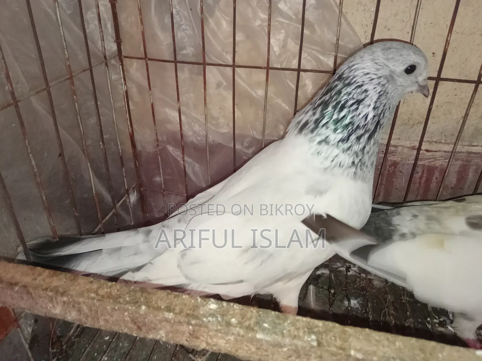 Giribuz Pigeon