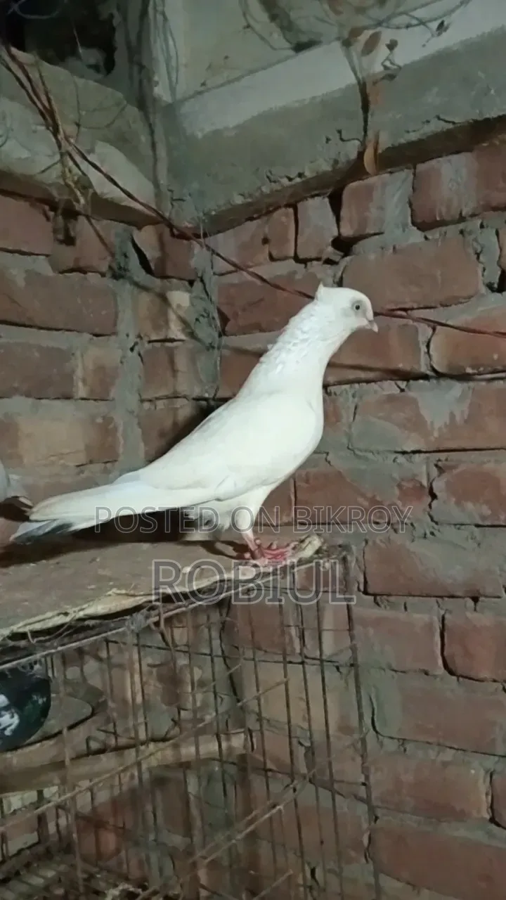 মোঃ শাহেদ গাজী