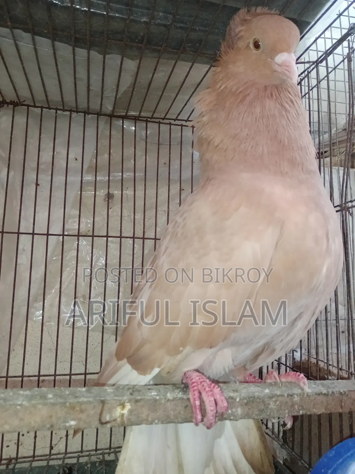 Bombay Pigeon