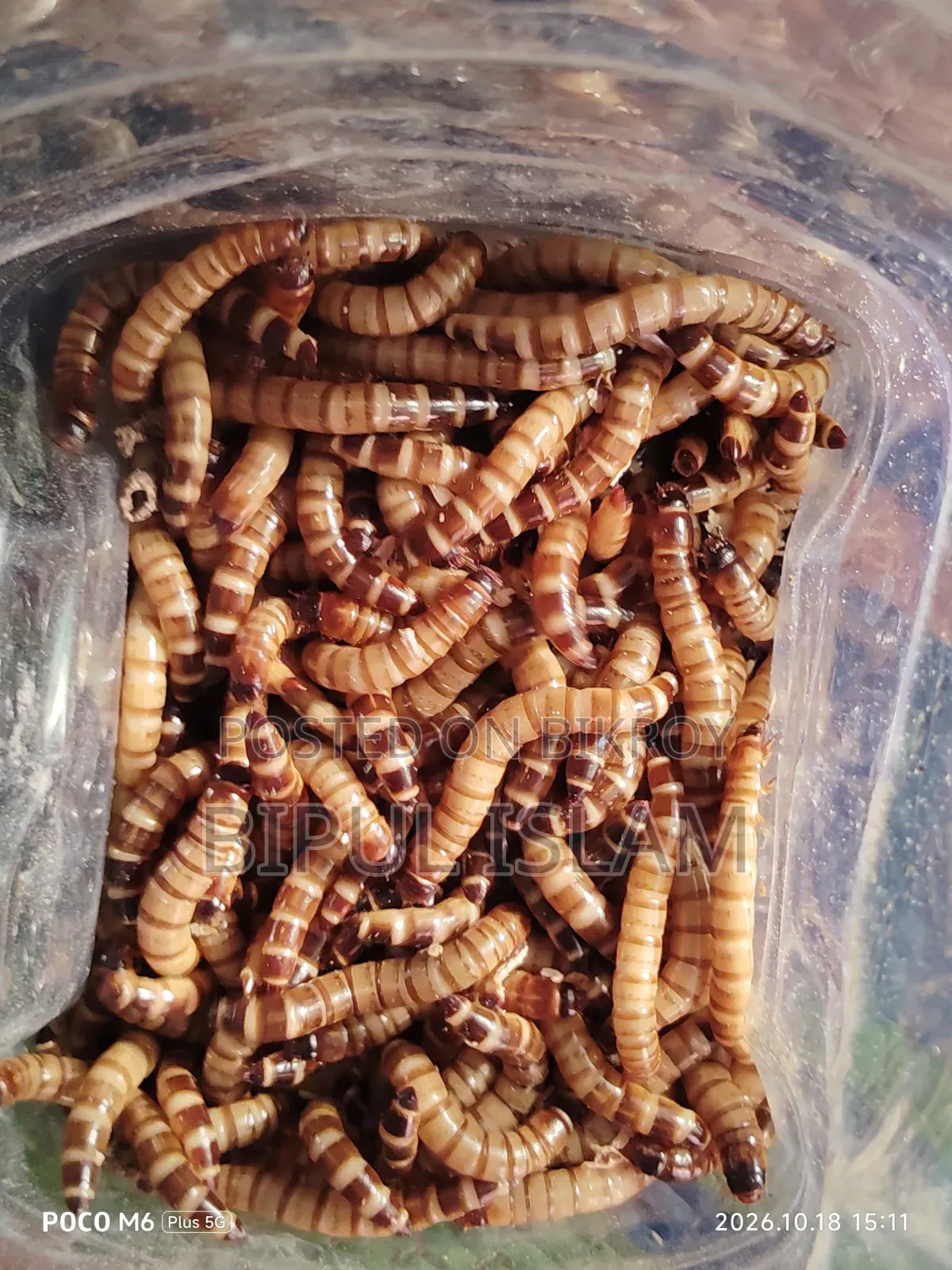 Beetle Bug Larvae
