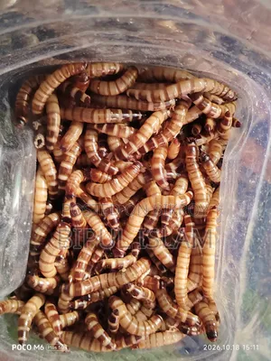 বিটল পোকার লার্ভা