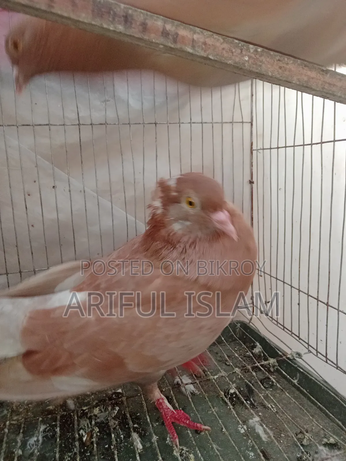 Bombay Pigeon