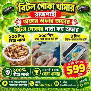 Beetle Bug Larvae