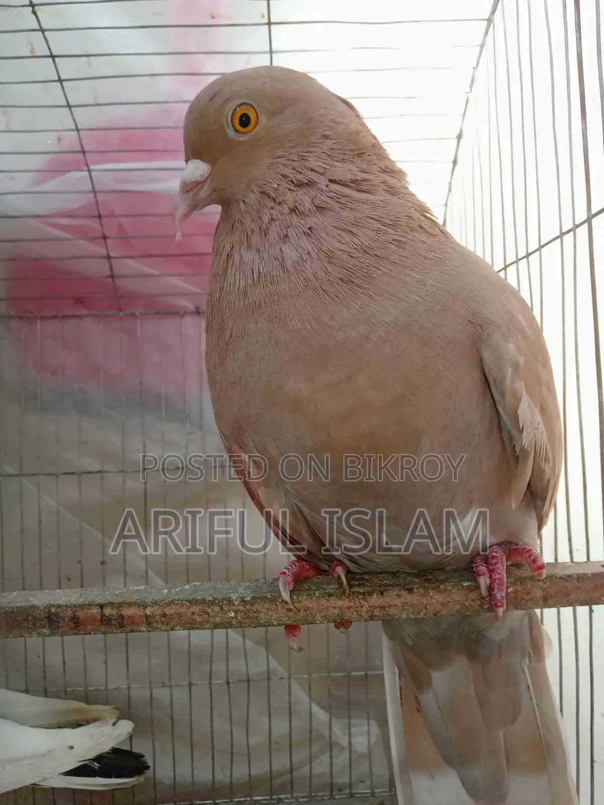 Bombay Pigeon
