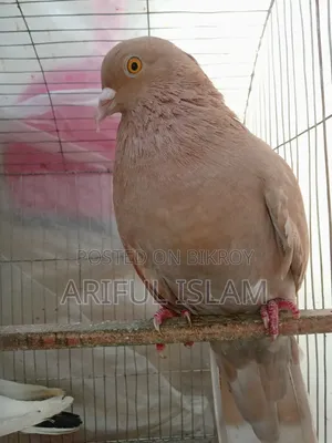 Bombay Pigeon