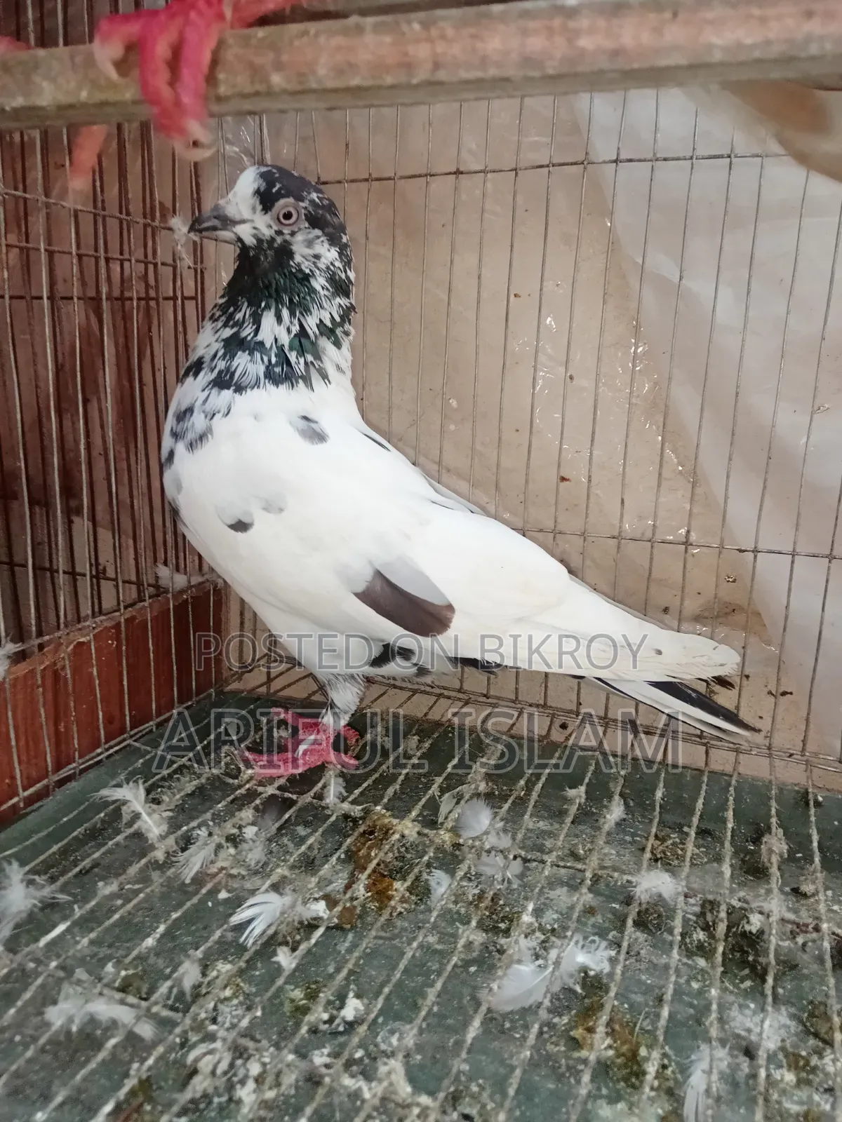 Giribaz Pigeon