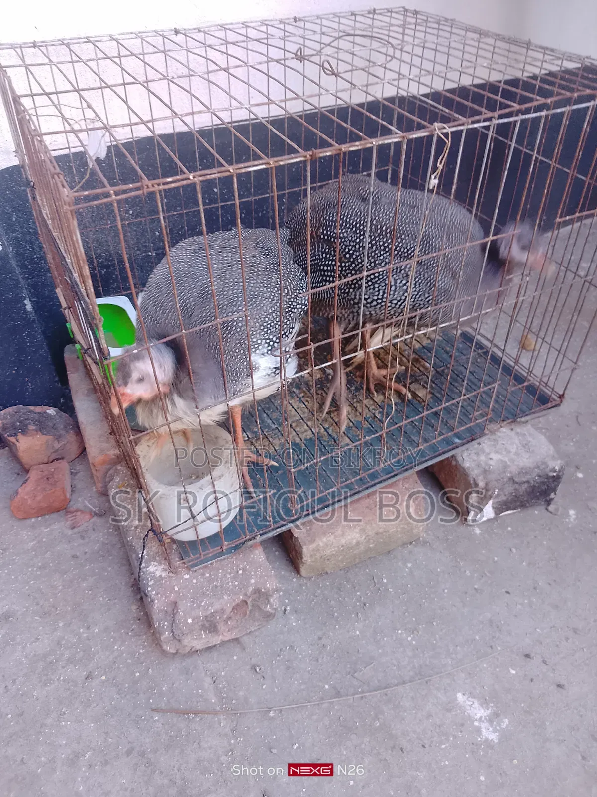 TT chicken