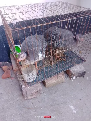 TT chicken