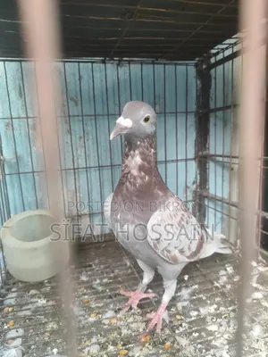 Red Checker New Adult Male
