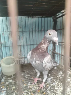 Red Checker New Adult Male