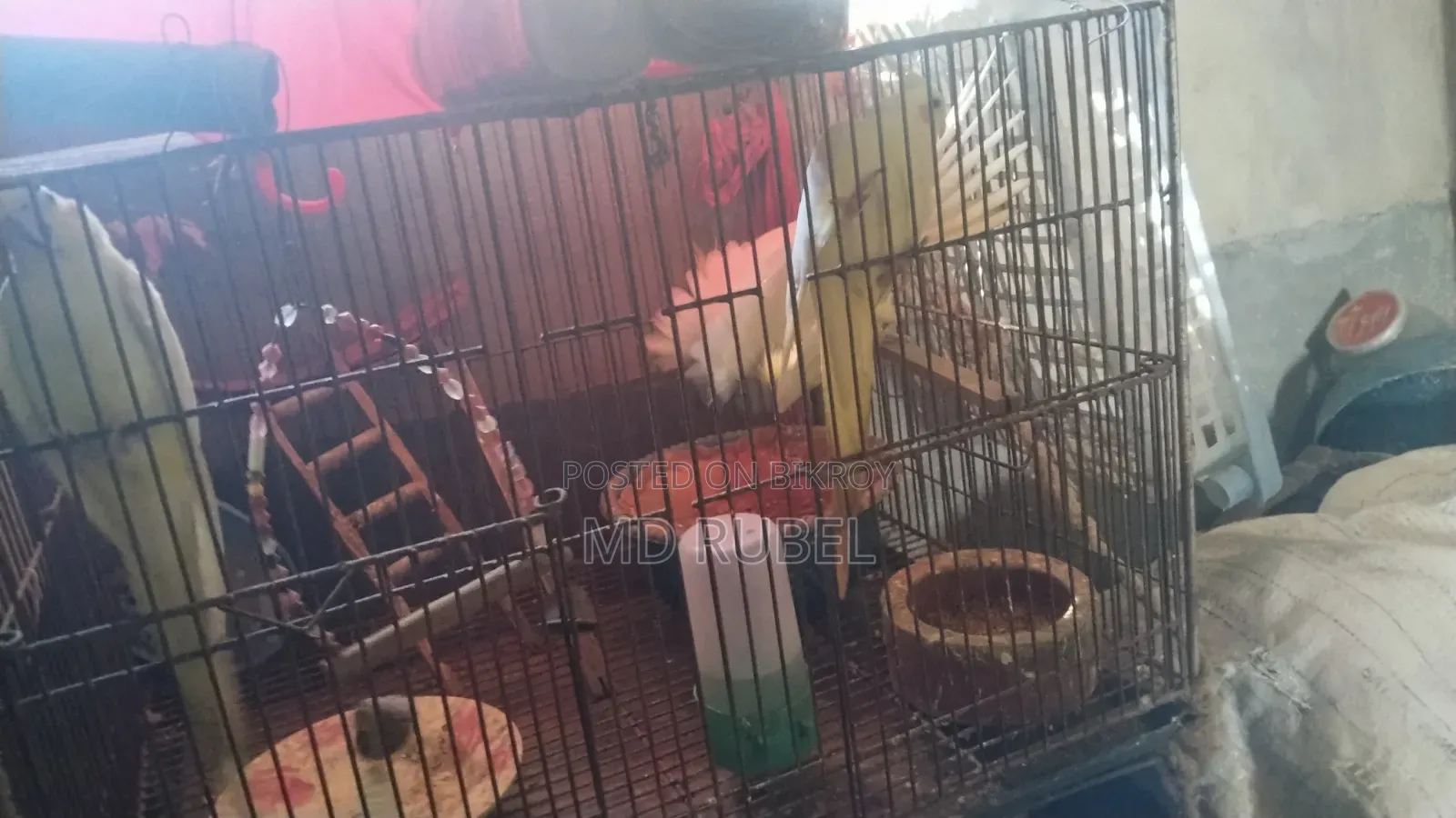 Cockatiel birds for sale, one pair of parents and one pair of chicks