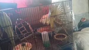 Cockatiel birds for sale, one pair of parents and one pair of chicks