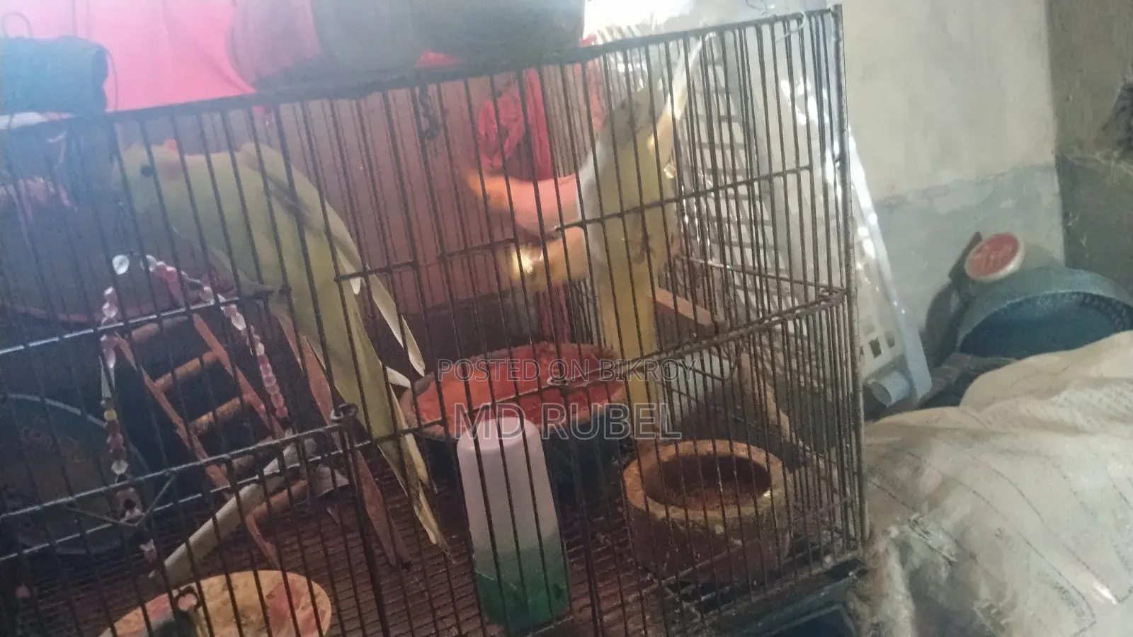 Cockatiel birds for sale, one pair of parents and one pair of chicks