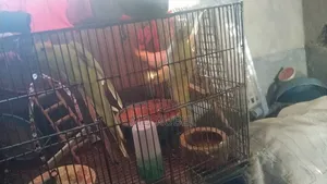 Cockatiel birds for sale, one pair of parents and one pair of chicks