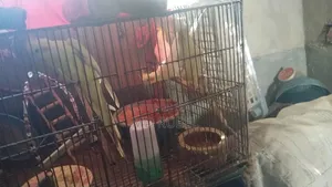 Cockatiel birds for sale, one pair of parents and one pair of chicks
