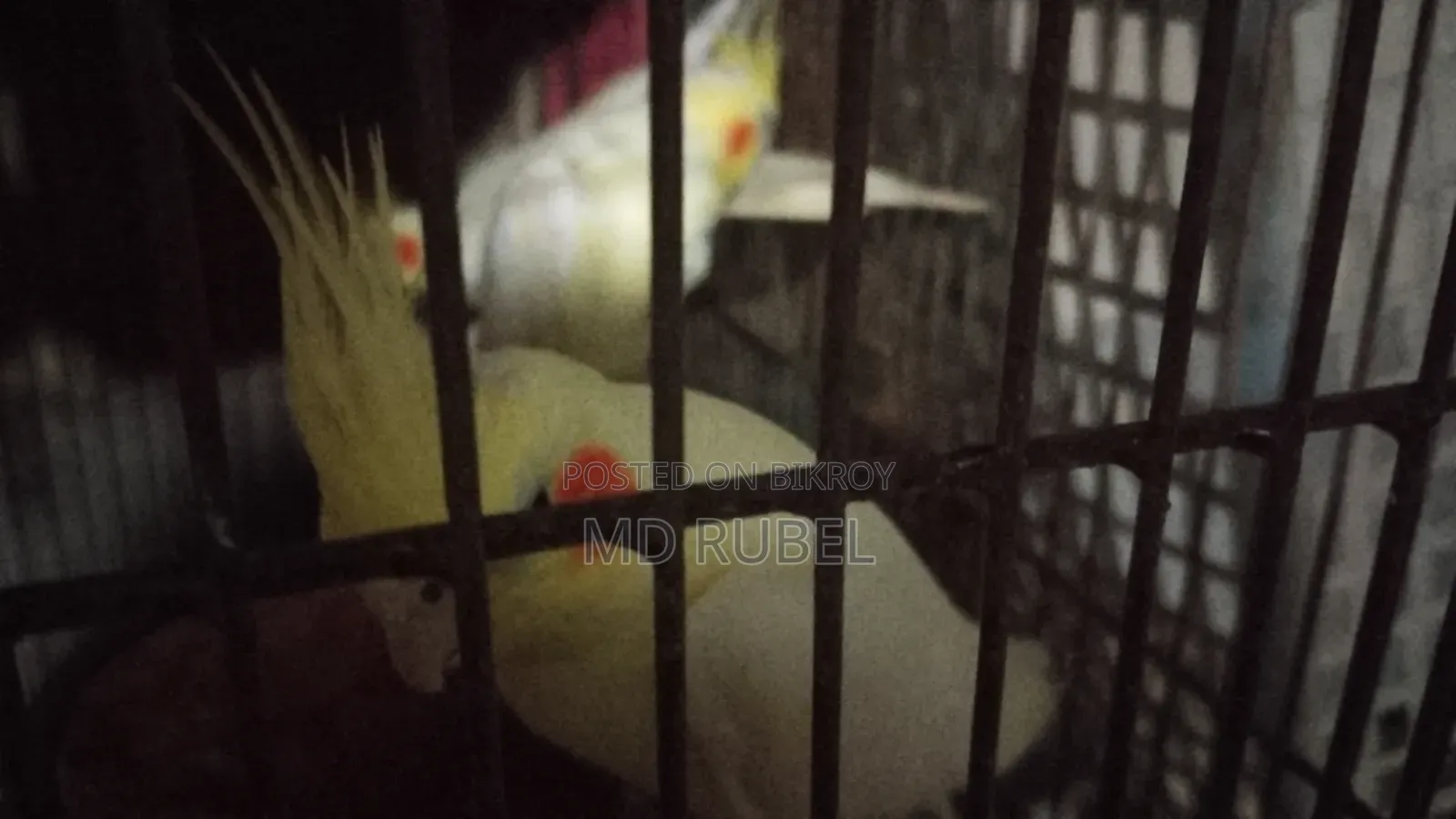 Cockatiel birds for sale, one pair of parents and one pair of chicks