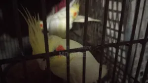 Cockatiel birds for sale, one pair of parents and one pair of chicks