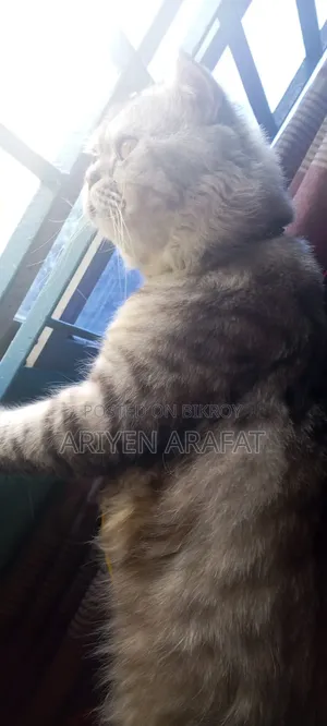 ১+ বছরের পুরুষ পিওরব্রেড এক্সোটিক