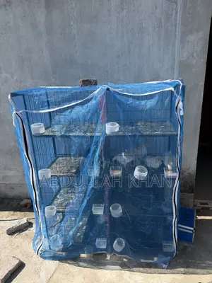 কবুতর এবং মুরগির খাঁচা