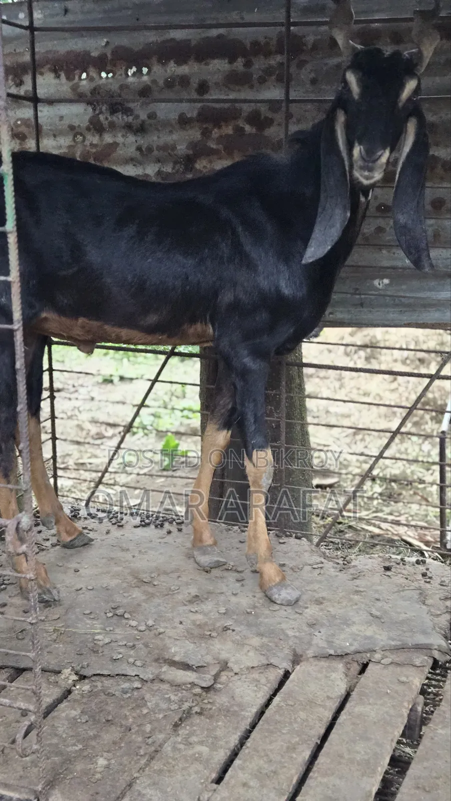 Haryana Breeder
