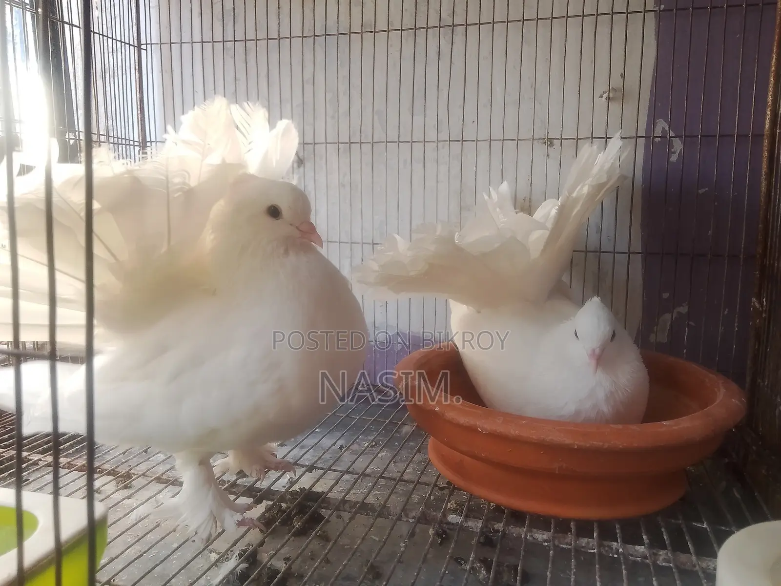 Pair of Laying Pigeons with Eggs