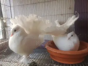Pair of Laying Pigeons with Eggs