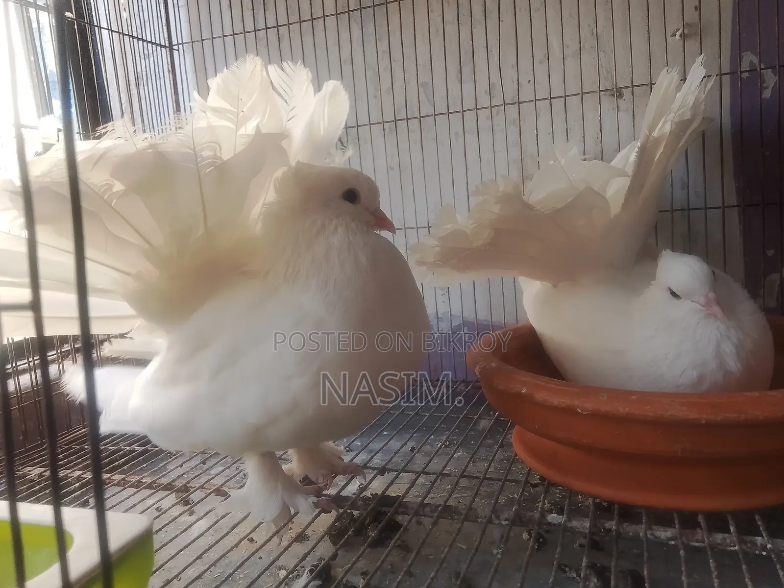 Pair of Laying Pigeons with Eggs