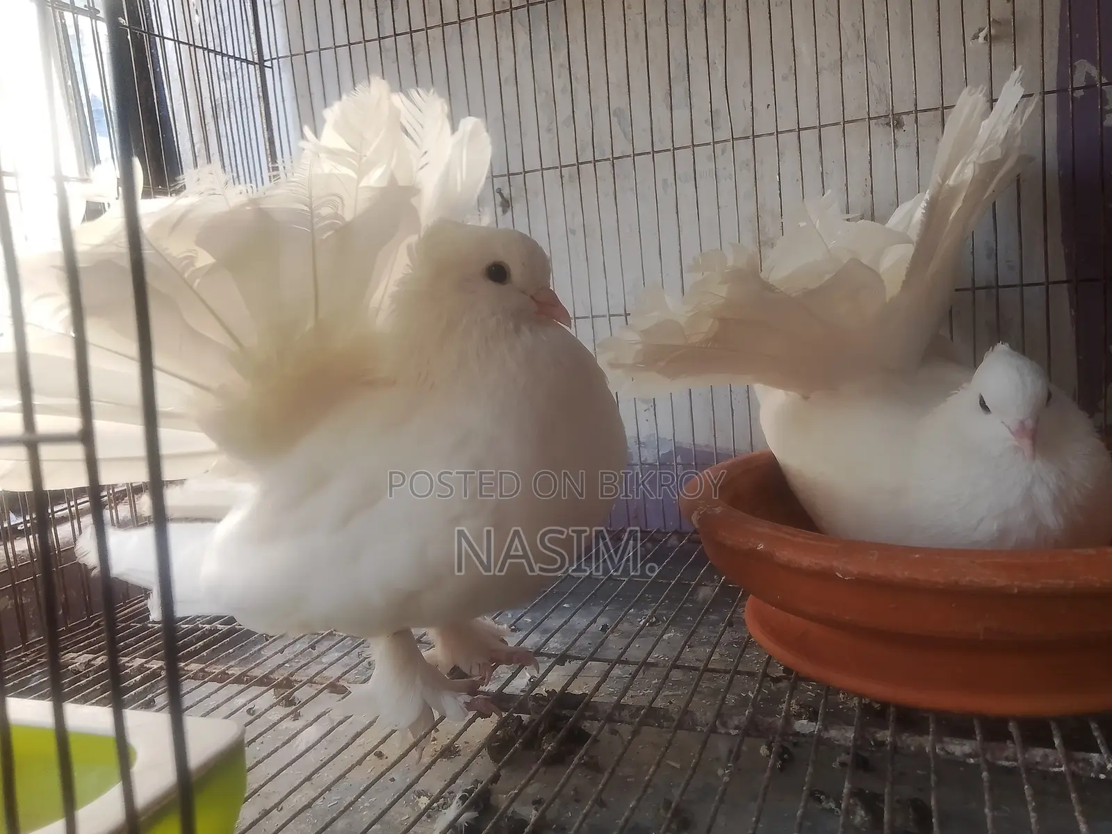 Pair of Laying Pigeons with Eggs