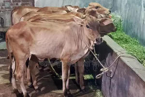 বাছুর গরুর মেলা