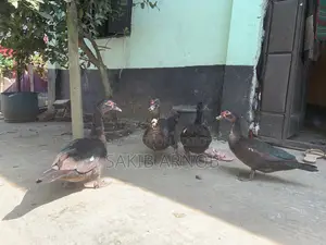 চাইনা হ্যাস