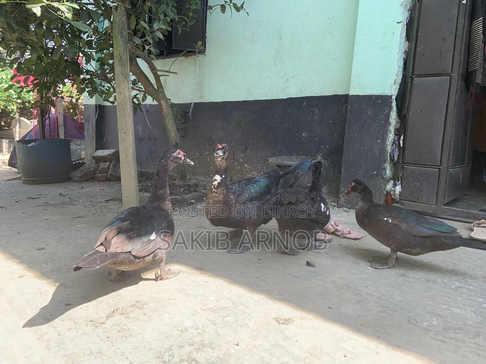 চাইনা হ্যাস