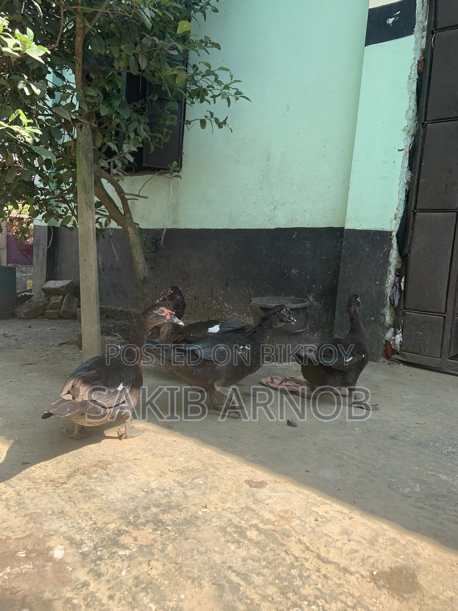 চাইনা হ্যাস