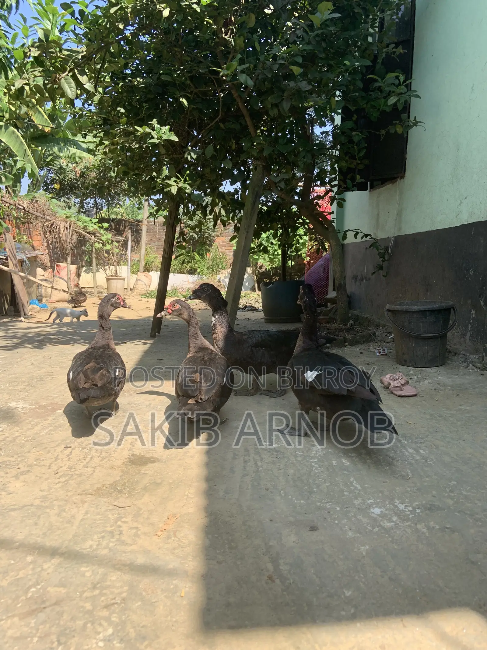 চাইনা হ্যাস