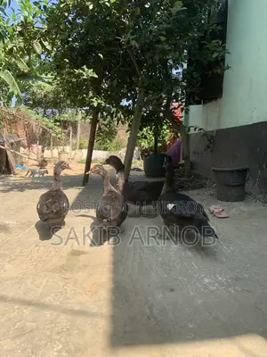 চাইনা হ্যাস