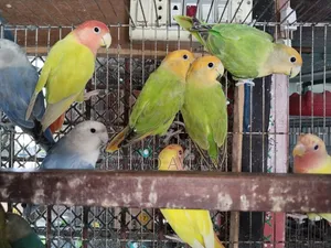 লাভবার্ডস এডাল্ট প্লেয়ার