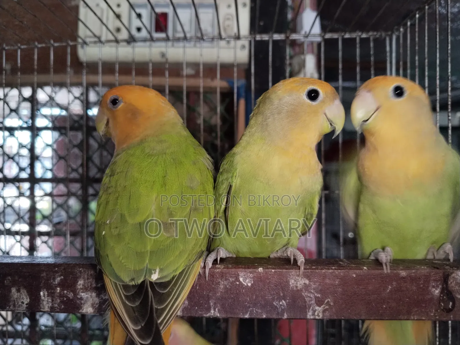 লাভবার্ডস এডাল্ট প্লেয়ার