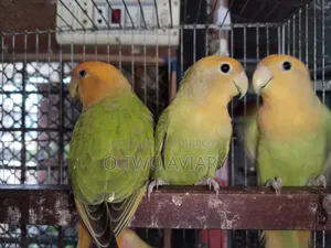 লাভবার্ডস এডাল্ট প্লেয়ার
